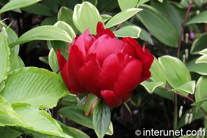 red-garden-peony