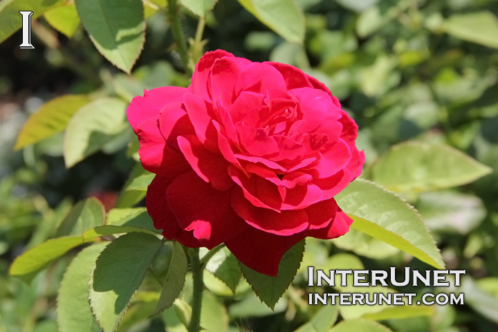 beautiful-red-rose