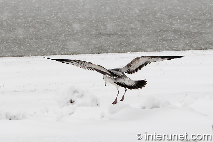 seagull on the snow