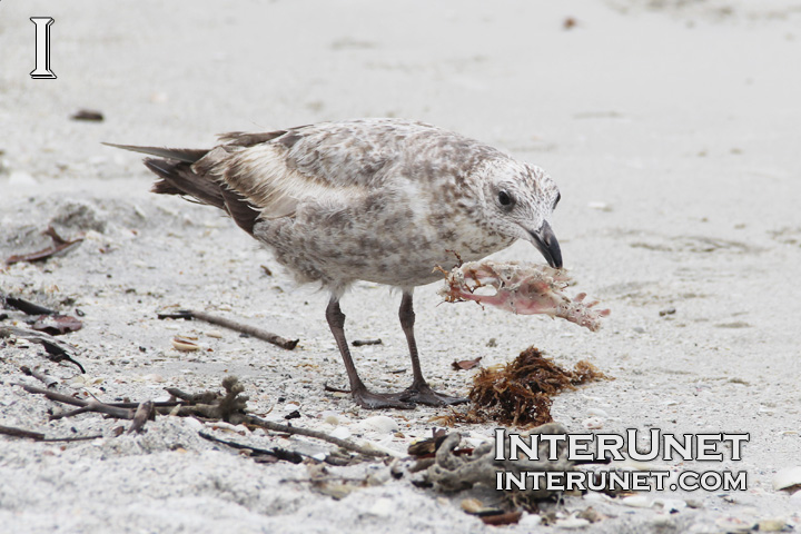 seagull-biting-bones-on-the-beach