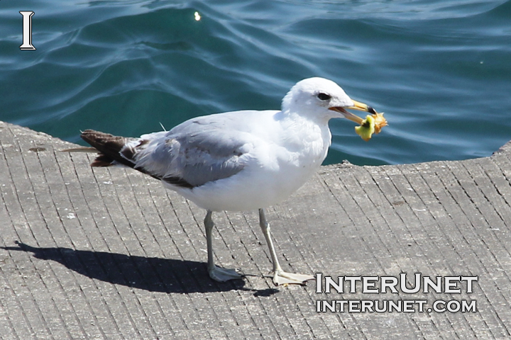 seagull-eating-apple