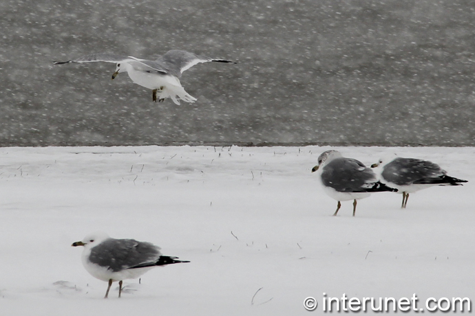 seagull-landing-on-the-snow