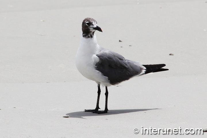 seagull-standing-on-the-sand