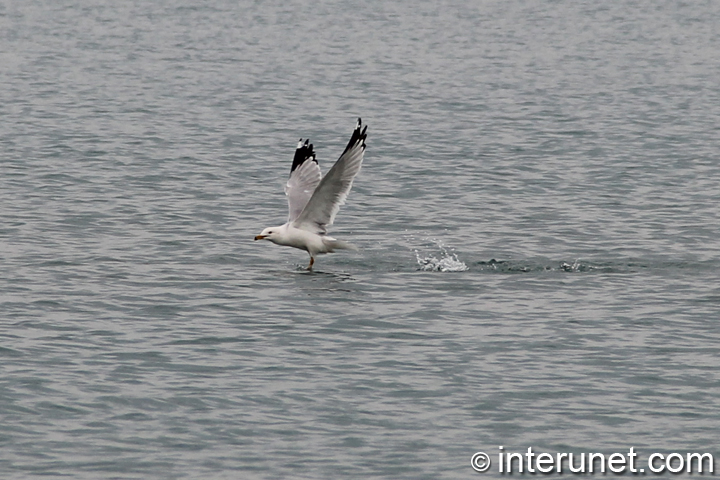 seagull-takes-off-on-the-lake