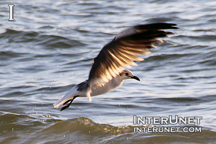 seagull-takes-off-from-water-speading-wings-wide