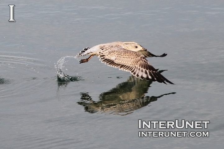 seagull-taking-off-the-lake