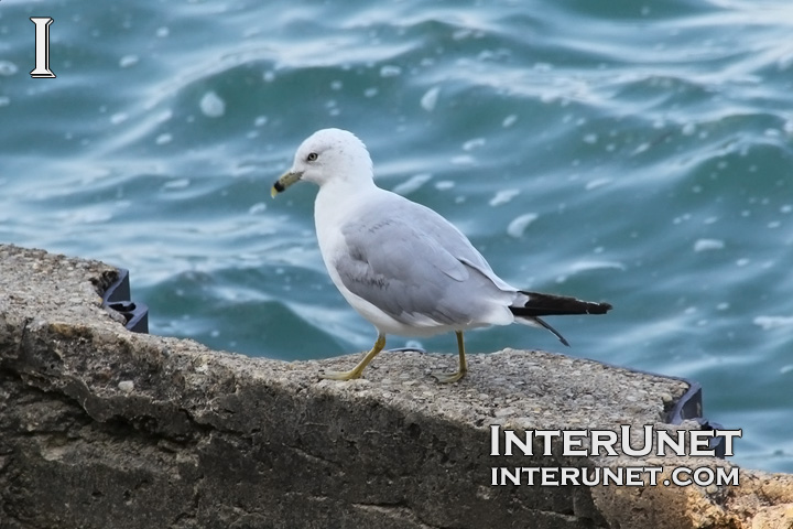 seagull-walking-on-the-pier