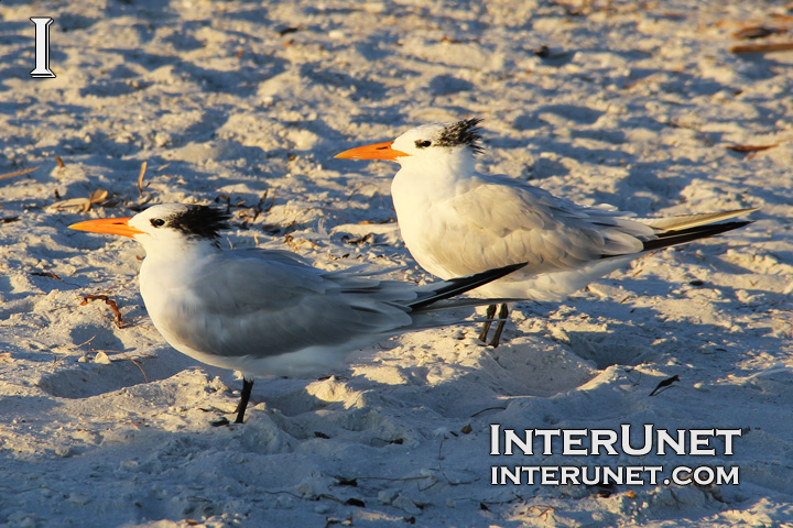 two-funny-seagulls-on-the-beach