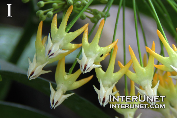 shooting stars wax flower, Hoya multiflora, Euphorbiaceae, Southeastern Asia 