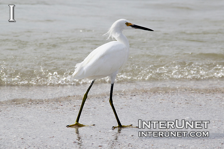 snowy-egret-bird