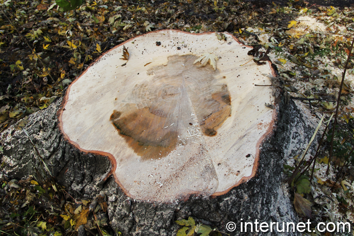 stump-of-fresh-cut-tree