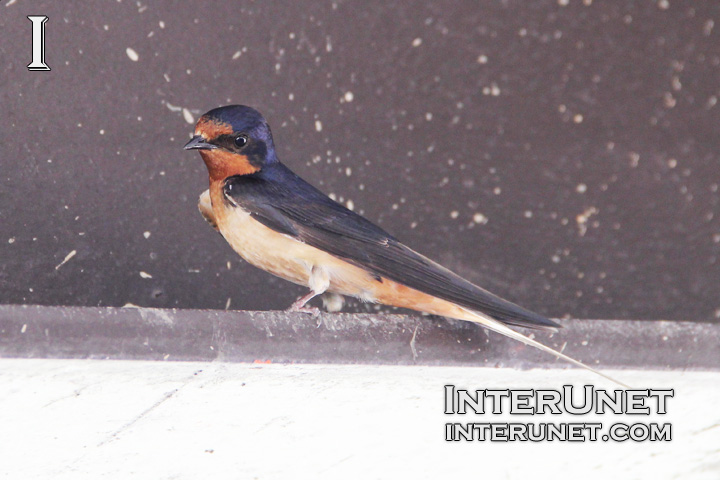 swallow under the roof