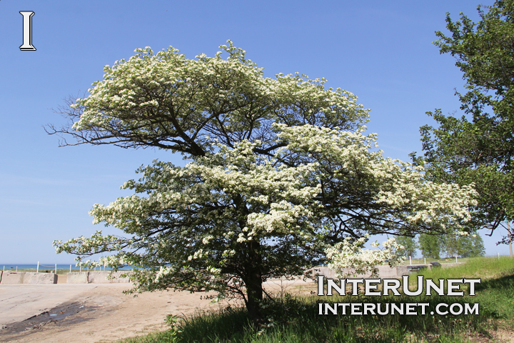 tree blooming in the spring