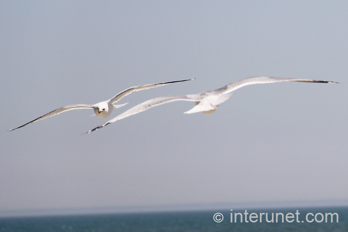 two-flying-seagulls