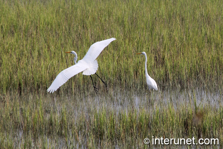 two-white-herons