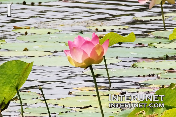 water-lily-on-the-pond