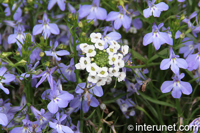 white-blue-flowers