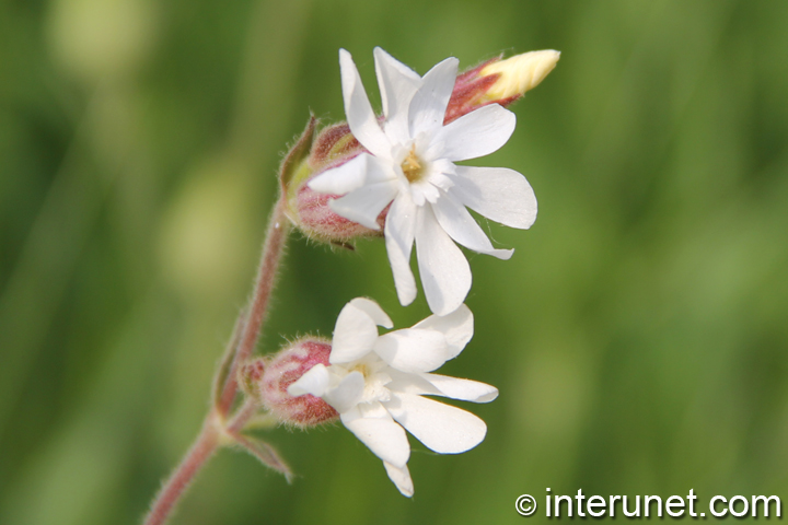 white-flowers