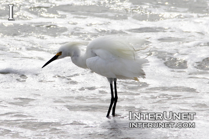 white-heron-in-the-water