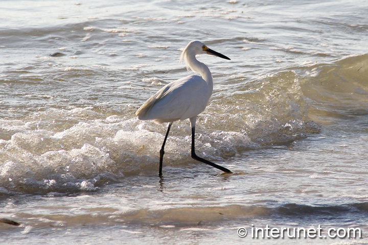 white-heron-walking-in-the-water