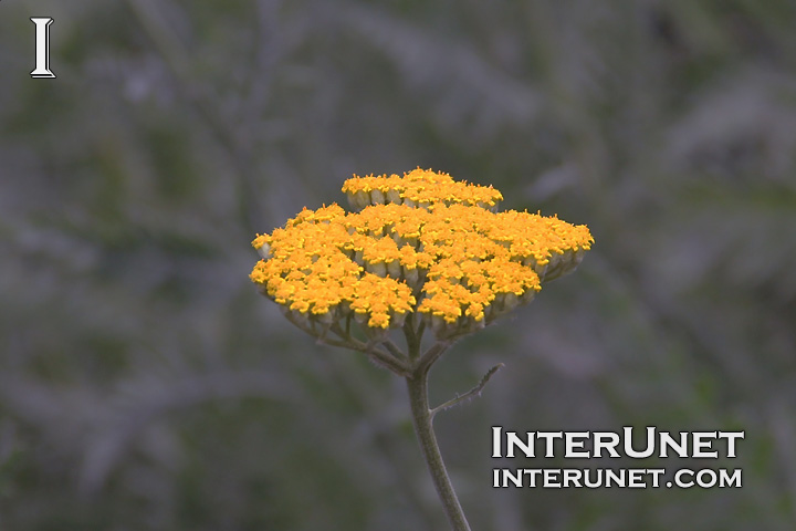 yellow-flower-at-sunset 