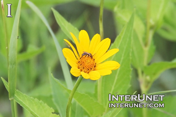 yellow-flower-with-a-bee