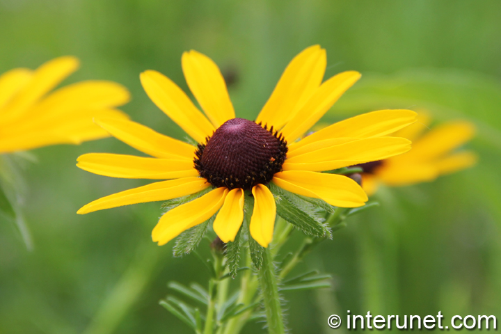 yellow-flower