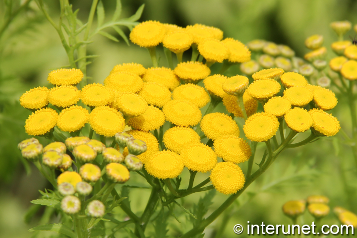 yellow-flowers