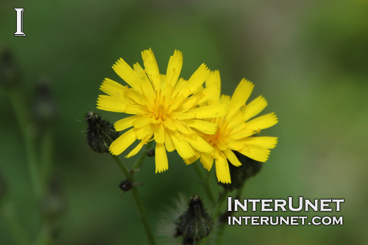 beautiful-yellow-flowers