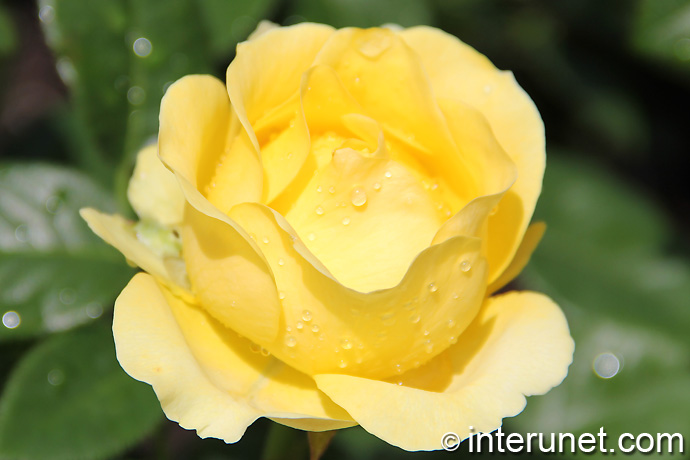 yellow-rose-during-rain