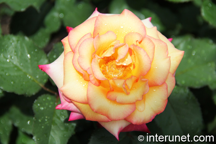 yellow-with-pink-edges-rose