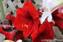 Amaryllis-Hippeastrum-Cultivar-amazing-red-flowers