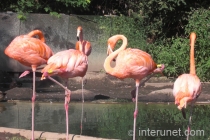 American-Flamingo
