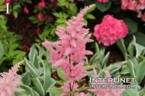 Astilbe-Pink-False-Spirea-gorgeous-pink-plant