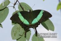 Banded-Peacock-butterfly-Papilio-palinurus