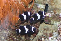 Black & White Ocellaris Clownfish