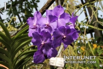 Blue-Orchid-Vanda-Hybrid-‘Sansai Blue’-Orchidaceae