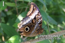 Giant-Owl-butterfly-Caligo-memnon