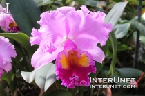 Cattleya-Orchid-Cattleya-Hybrid-Orchidaceae-amazing-flower