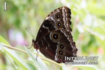 Common-Morpho-butterfly