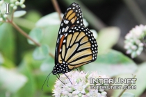 Monarch-butterfly-Danaus-plexippus