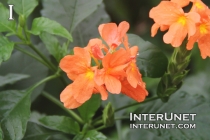 Firecracker-Flower-Crossandra-infundibuliformis