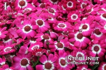 Florist Cineraria Pericallis x hybrid ‘Jester series’, Asteracceae. Cool season annual