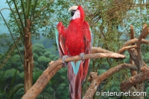 Green-Winged-Macaw