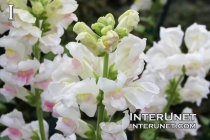 Greenhouse-Snapdragon-Antirrhinum Majus, Scrophulariaceae