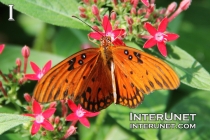 Gulf-Fritillary-butterfly-Agraulis-vanillae