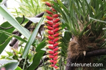 Hanging Lobster Claw - Heliconia rostrata cultivar