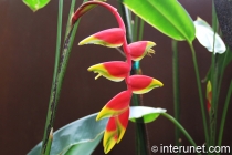 Hanging-Lobster-Claw-Heliconia-rostrata-cultivar 