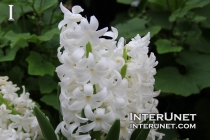Hyacinthus orientalis-white-flower