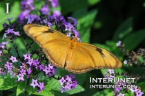 Julia-butterfly-Dryas-iulia